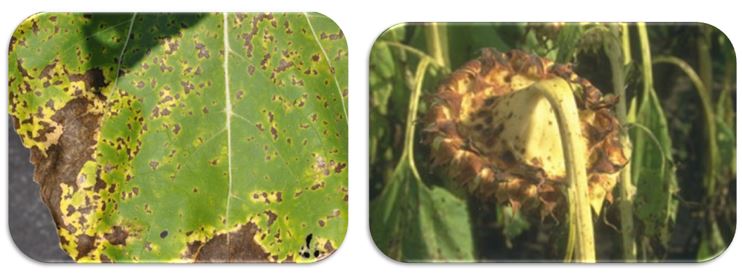 Recomandarea Corteva Protectia Florii Soarelui Corteva Agriscience